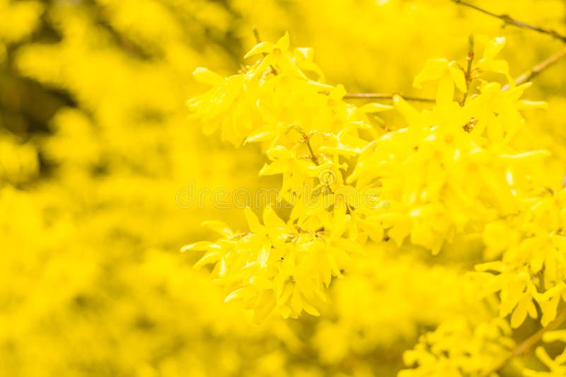 Forsythia - blommande gulingblommor royaltyfri foto
