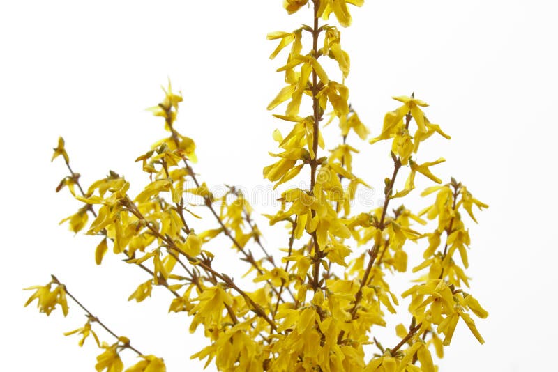 Forsythia bloom in the village after rain close-up. spring landscape, the revival of nature. yellow flowers on the olive tree royalty free stock photography Forsythia bloom in the village after rain close-up. spring landscape, the revival of nature. yellow flowers on the olive tree royalty free stock photography