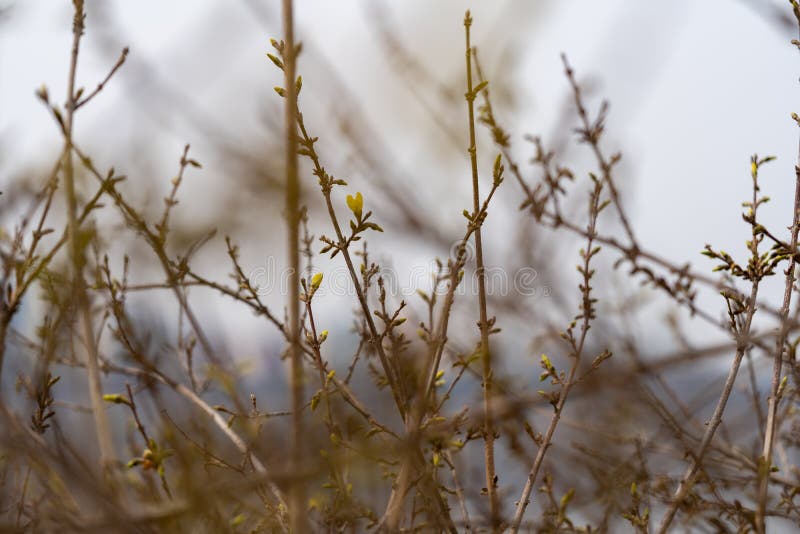 Forsythia buds stock photo. Image of botanic, beginning - 2201180