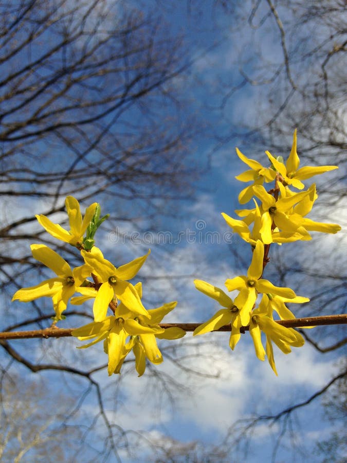 Forsythia Bush Flowers in Central Park. stock photos