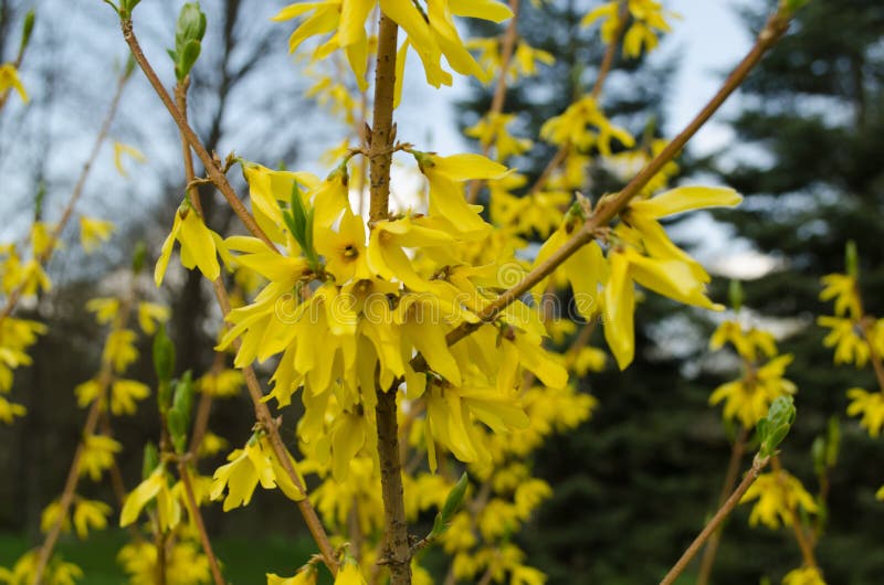Forsythia décoratif d'arbuste avec les fleurs jaunes photographie stock Forsythia décoratif d'arbuste avec les fleurs jaunes photographie stock