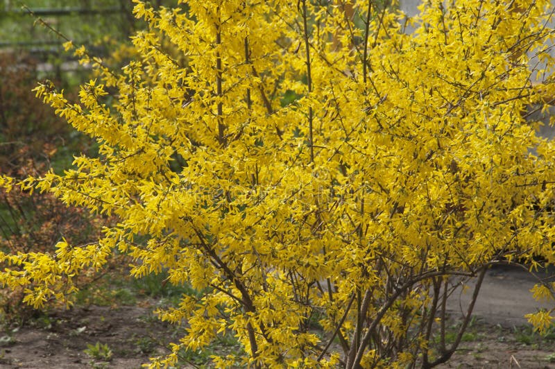 Forsythia flowering