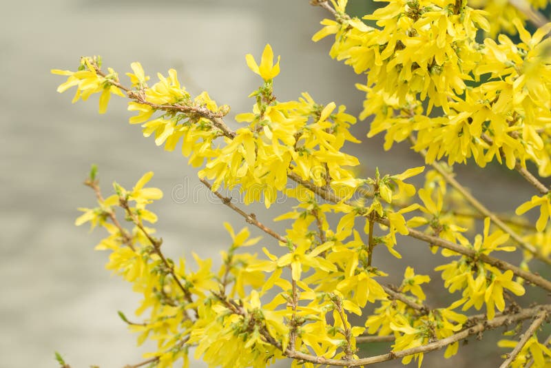 Forsythia flowers Golden Bell, Border Forsythia Forsythia x intermedia, europaea blooming in spring garden bush, sun backlight.