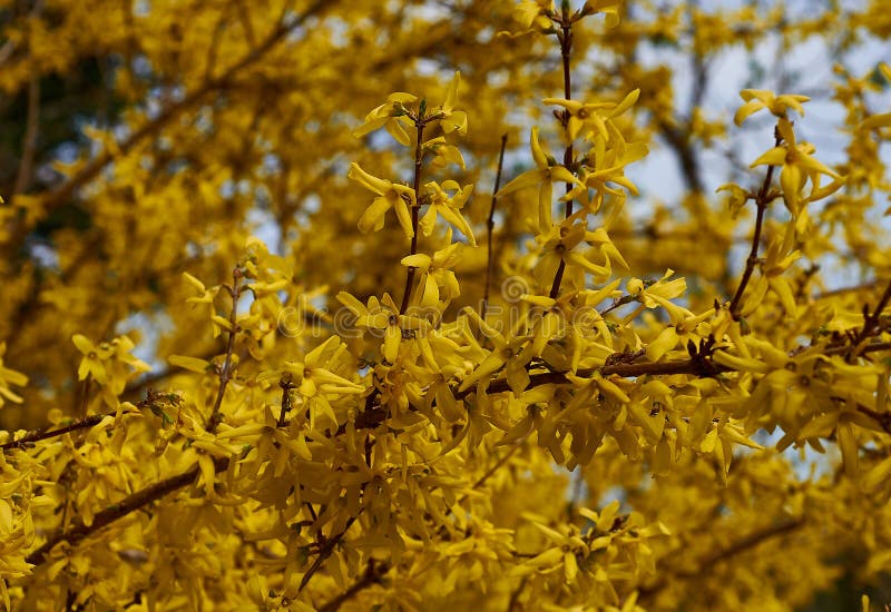 Forsythia koreana royaltyfri foto