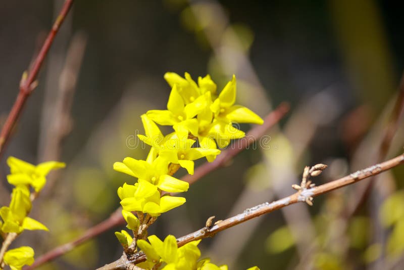 Forsythia Koreana in South Korea Stock Image Image of bloom, leisure