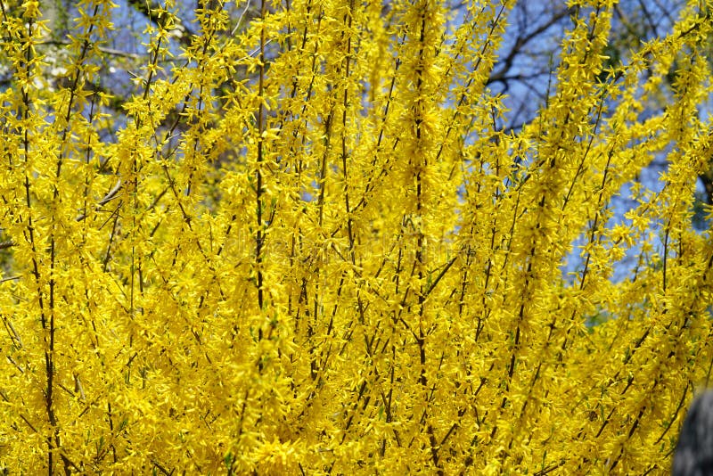 Forsythia shrub with vivid yellow flowers is the first sign of upcoming spring. Background and copy space