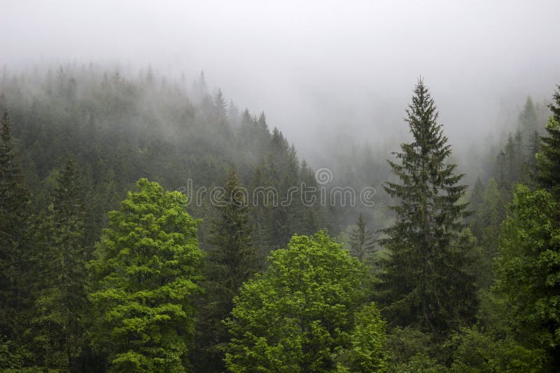Forte nebbia nella foresta nelle montagne, nei pini e nei vecchi alberi fotografia stock libera da diritti Forte nebbia nella foresta nelle montagne, nei pini e nei vecchi alberi fotografia stock libera da diritti