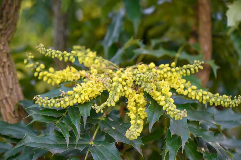 Poder,, floreciente planta en lila familia.