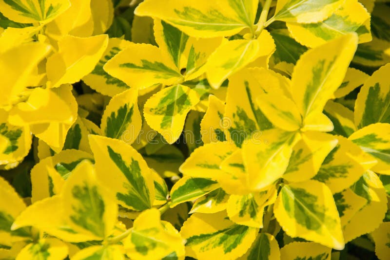 Fortunei del Euonymus del eje del ` s de la fortuna en jardín Detalle de hojas de oro esmeralda del wintercreeper Ciérrese para a imágenes de archivo libres de regalías Fortunei del Euonymus del eje del ` s de la fortuna en jardín Detalle de hojas de oro esmeralda del wintercreeper Ciérrese para a imágenes de archivo libres de regalías