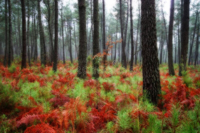 Beautiful landscape of the largest pine forest in Europe (Les Landes - Aquitaine). Beautiful landscape of the largest pine forest in Europe (Les Landes - Aquitaine)