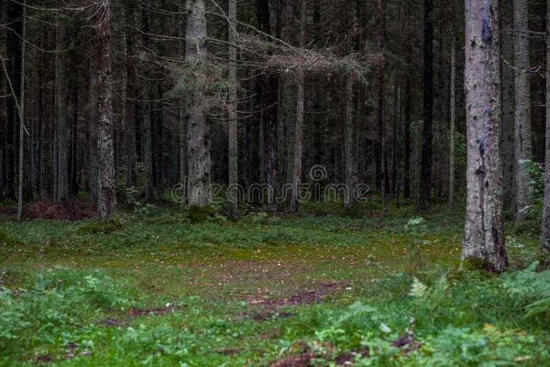 Forêt avec de la mousse et des arbres autour lithuania photographie stock Forêt avec de la mousse et des arbres autour lithuania photographie stock