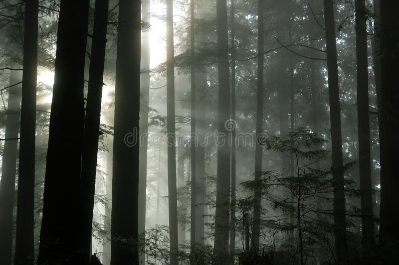Forêt brumeuse photos stock Forêt brumeuse photos stock