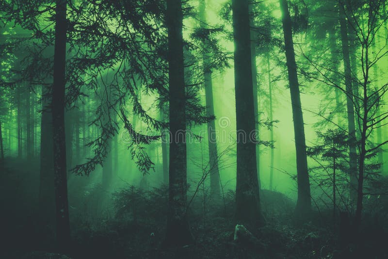 Forêt brumeuse colorée vert-foncé de conte de fées d'imagination images stock Forêt brumeuse colorée vert-foncé de conte de fées d'imagination images stock
