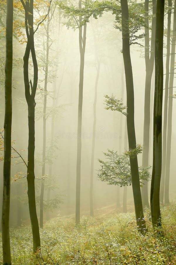 Forêt brumeuse d'automne avec des rayons du soleil de début de la matinée photos stock Forêt brumeuse d'automne avec des rayons du soleil de début de la matinée photos stock