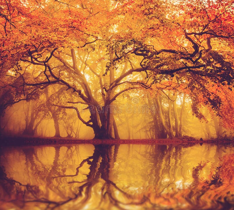 Early morning misty Fall / Autumn forest with trees reflection over water,. Early morning misty Fall / Autumn forest with trees reflection over water,