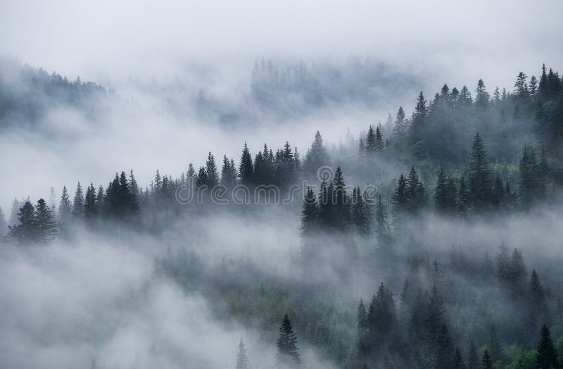 Forêt brumeuse dans les montagnes. Paysage avec des arbres et la brume. Paysage après la pluie. Une vision pour l'arrière-plan.