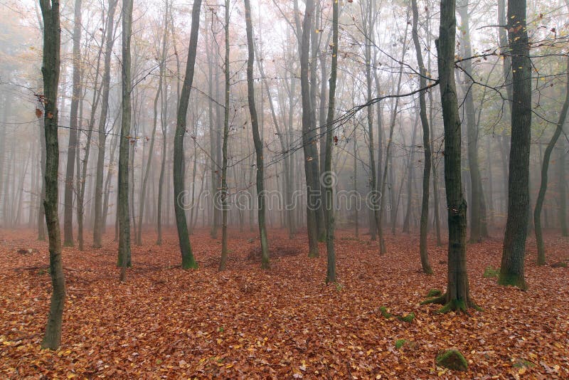 Forêt brumeuse de hêtre d'automne photo libre de droits Forêt brumeuse de hêtre d'automne photo libre de droits