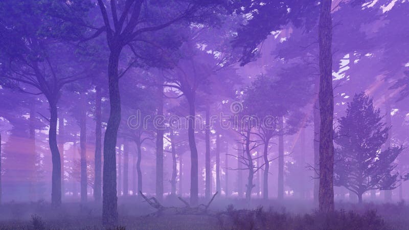 Forêt brumeuse de pin au coucher du soleil illustration stock Forêt brumeuse de pin au coucher du soleil illustration stock