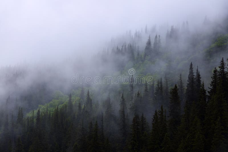 Forêt brumeuse de pins. Paysage avec de hautes montagnes. La brume tôt le matin. Jour d'été. Un endroit pour se détendre dans