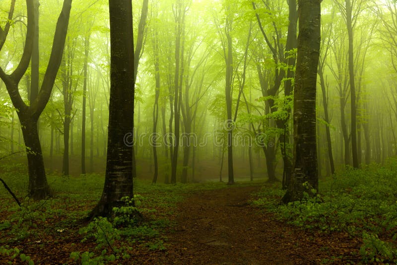 Forêt brumeuse rampante