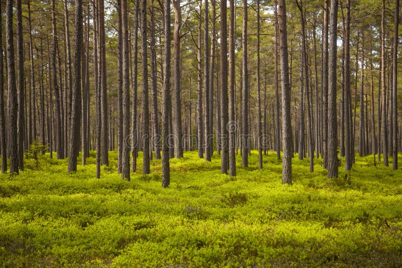 Clair forêt de pins image stock