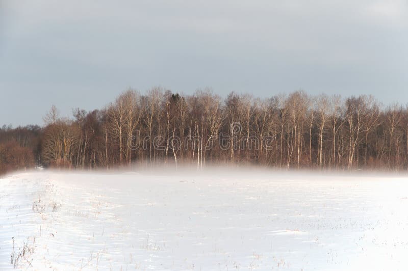 Forêt congelée photo stock Forêt congelée photo stock