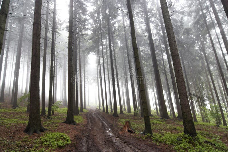 Forêt conifére brumeuse image stock Forêt conifére brumeuse image stock