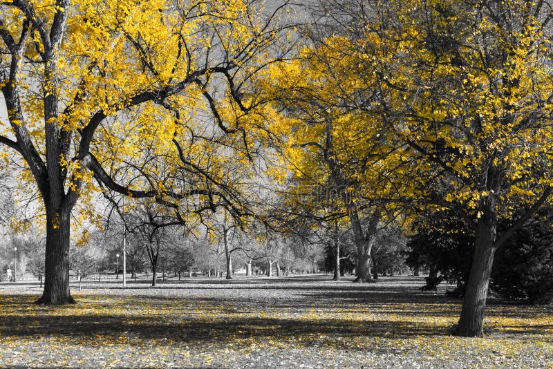 Forêt d'arbres jaunes d'or avec des feuilles de couleur couvrant la terre dans un paysage noir et blanc de secours