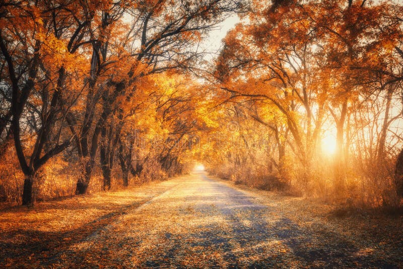 Forêt d'automne avec la route de campagne au coucher du soleil Arbres dans l'automne