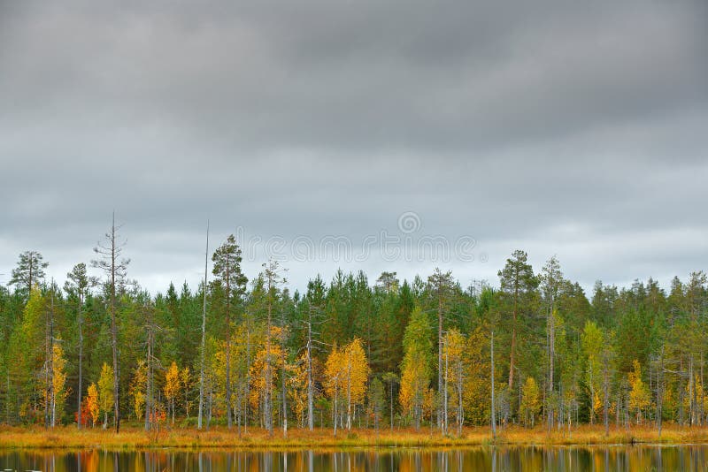 Forêt d'automne avec le ciel bleu et les nuages blancs Les arbres d'automne dans l'automne de forêt de la Finlande aménagent en p images stock