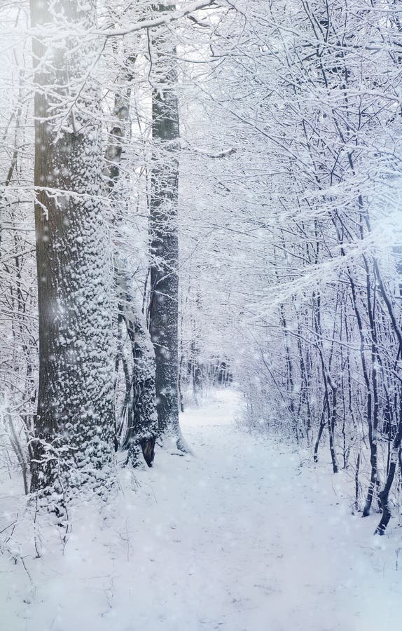 Forêt d'hiver photographie stock libre de droits Forêt d'hiver photographie stock libre de droits