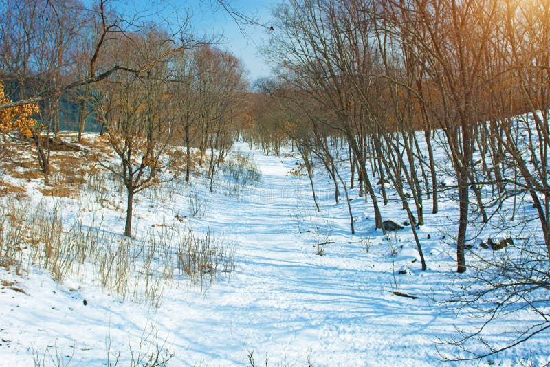 Forêt d'hiver avec de hauts ponts pour le passage des personnes, parc avec des animaux et ponts pour des personnes photographie stock Forêt d'hiver avec de hauts ponts pour le passage des personnes, parc avec des animaux et ponts pour des personnes photographie stock