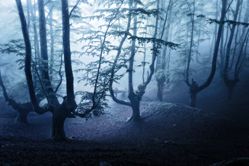 Forêt d'horreur la nuit