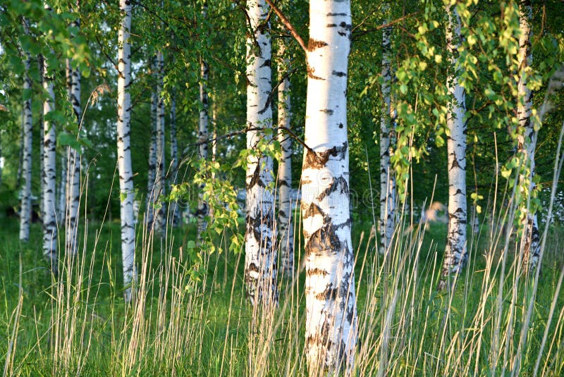 Forêt d'été en Finlande