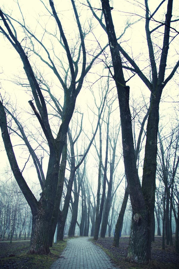 Forêt dans le matin d'hiver