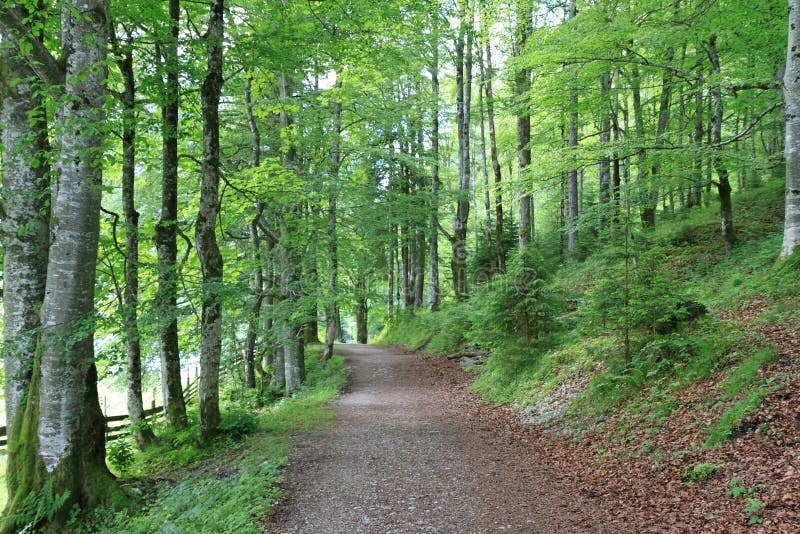 Forêt dans le Tirol, Autriche