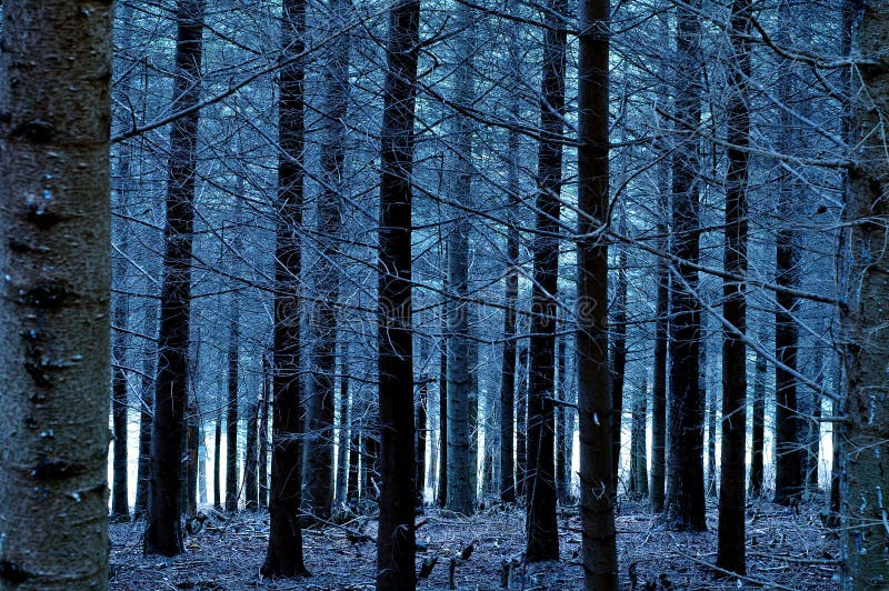 Forêt de bleus