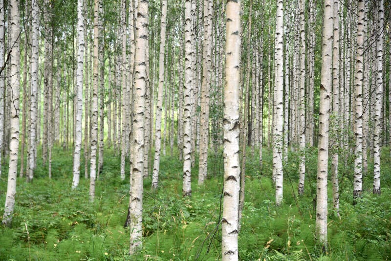 Forêt de bouleaux, Finlande