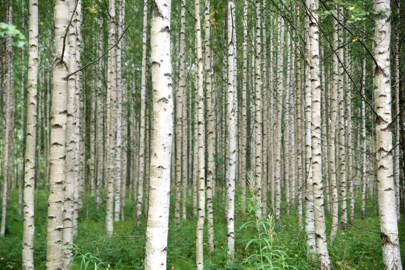 Forêt de bouleaux, Finlande