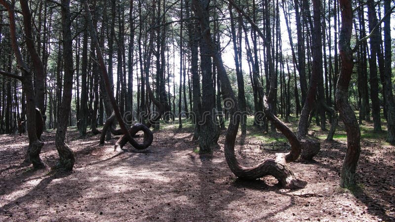 Dancing forest, Curonian spit, Kaliningrad region Russia. Dancing forest, Curonian spit, Kaliningrad region Russia