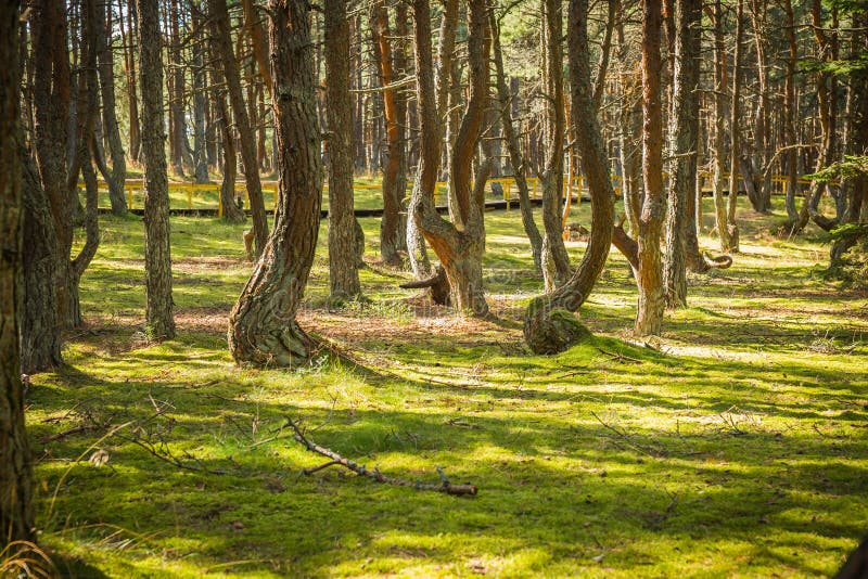 Image of dancing forest at Curonian spit in Kaliningrad region in Russia. Image of dancing forest at Curonian spit in Kaliningrad region in Russia