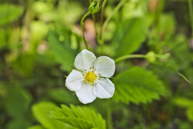Forêt de fraise d'usine sauvage de fleur blanche sur un fond vert brouillé photo libre de droits Forêt de fraise d'usine sauvage de fleur blanche sur un fond vert brouillé photo libre de droits