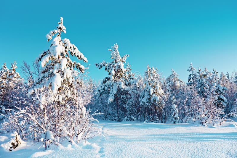 Forêt de neige de l'hiver