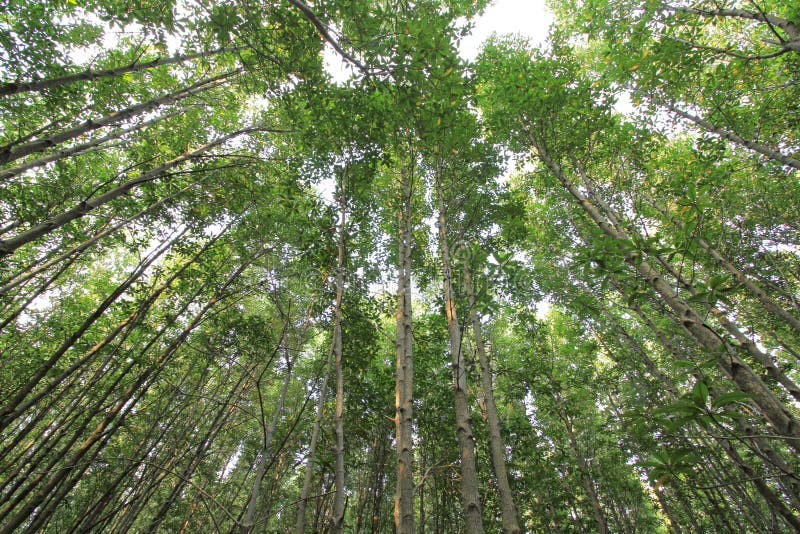 Forêt de palétuviers photographie stock Forêt de palétuviers photographie stock