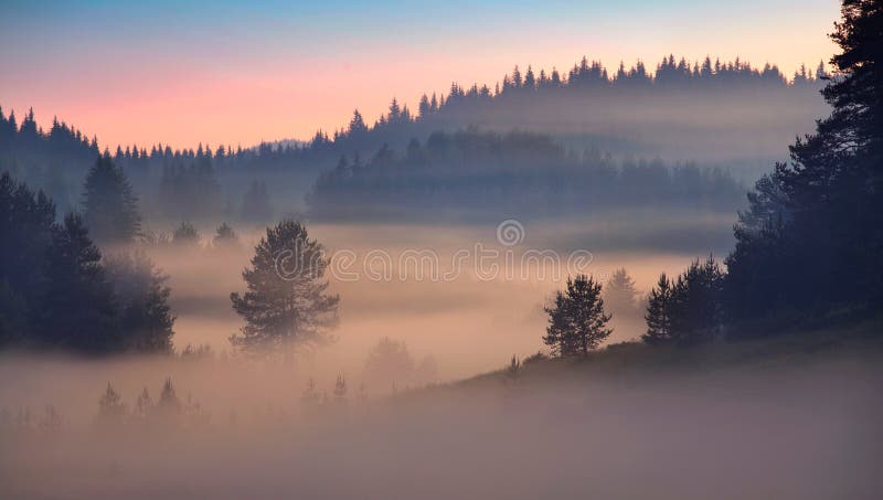 Forêt de pins au lever du soleil photos stock