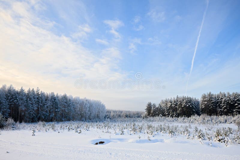 Forêt de pin d'hiver