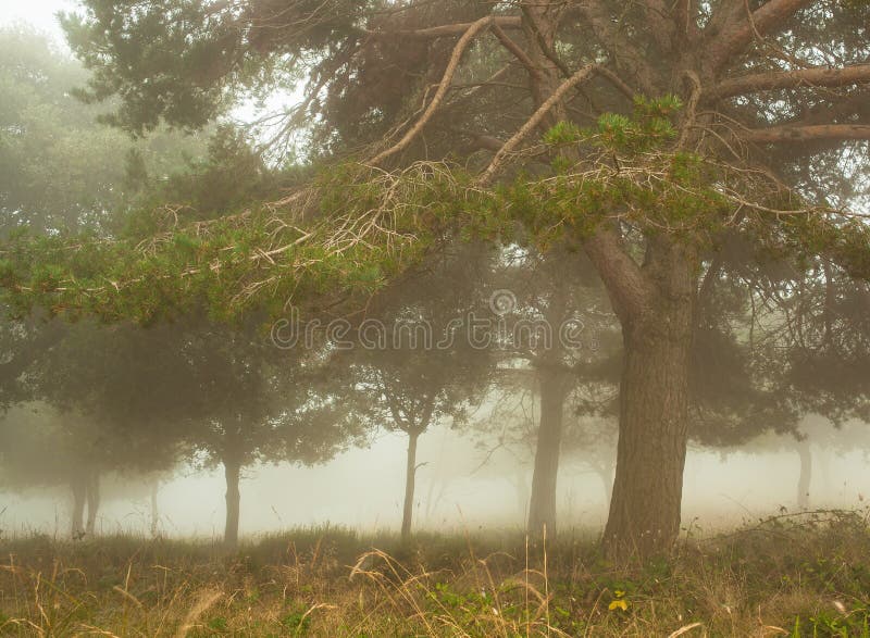 Forêt de pin dans la brume images libres de droits Forêt de pin dans la brume images libres de droits