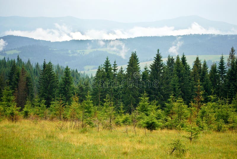Forêt de pins dans les Carpates photo libre de droits