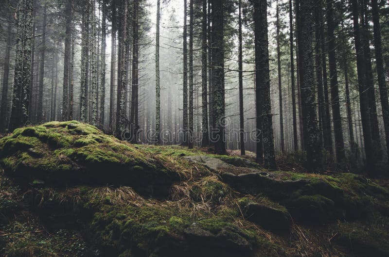Sentier de montagne à travers une forêt de pins photos libres de droits