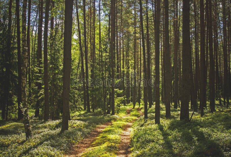 Forêt de pin et un chemin image stock Forêt de pin et un chemin image stock